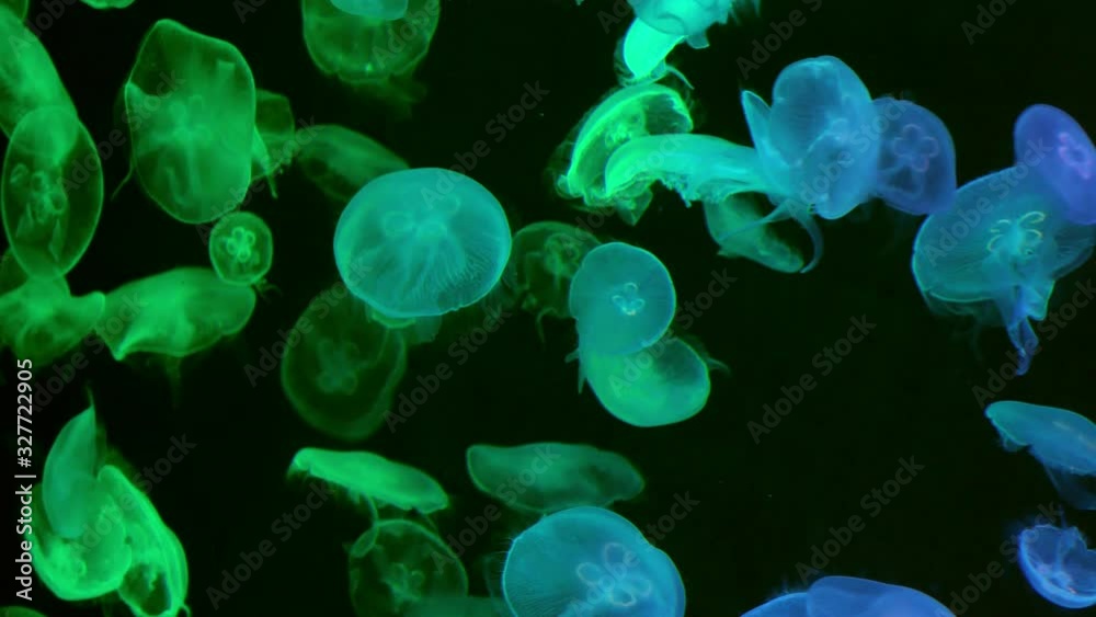 Close up of underwater Colorful jelly fish Close up of underwater Colorful jelly fish
