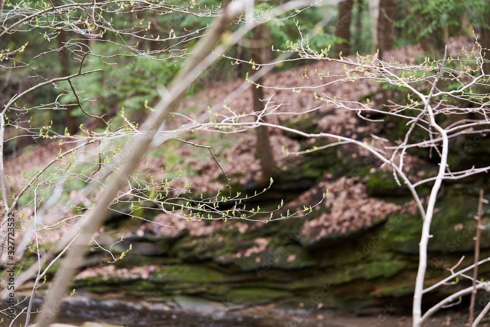 Small, green leaf buds on a tree in early spring, as trees are just beginning to leaf out.