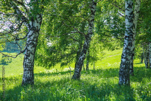 Green spring background, birches in the morning light
