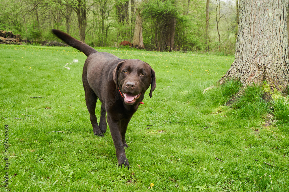 An elderly labrador dog happily walking in a grassy yard.