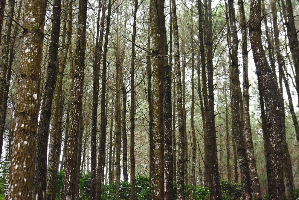 Fototapeta premium a row of dense pine trees