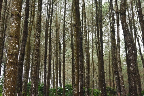 a row of dense pine trees