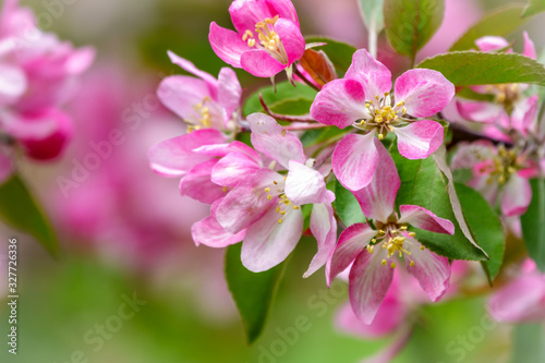 Fresh white and pink flowers of a blossoming apple tree in sunset light