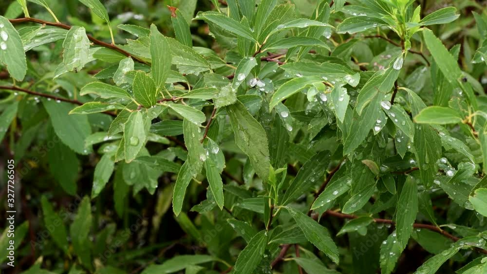 Fresh Green Foliage With Water Drops After The Rain.-close up shot Fresh Green Foliage With Water Drops After The Rain.-close up shot
