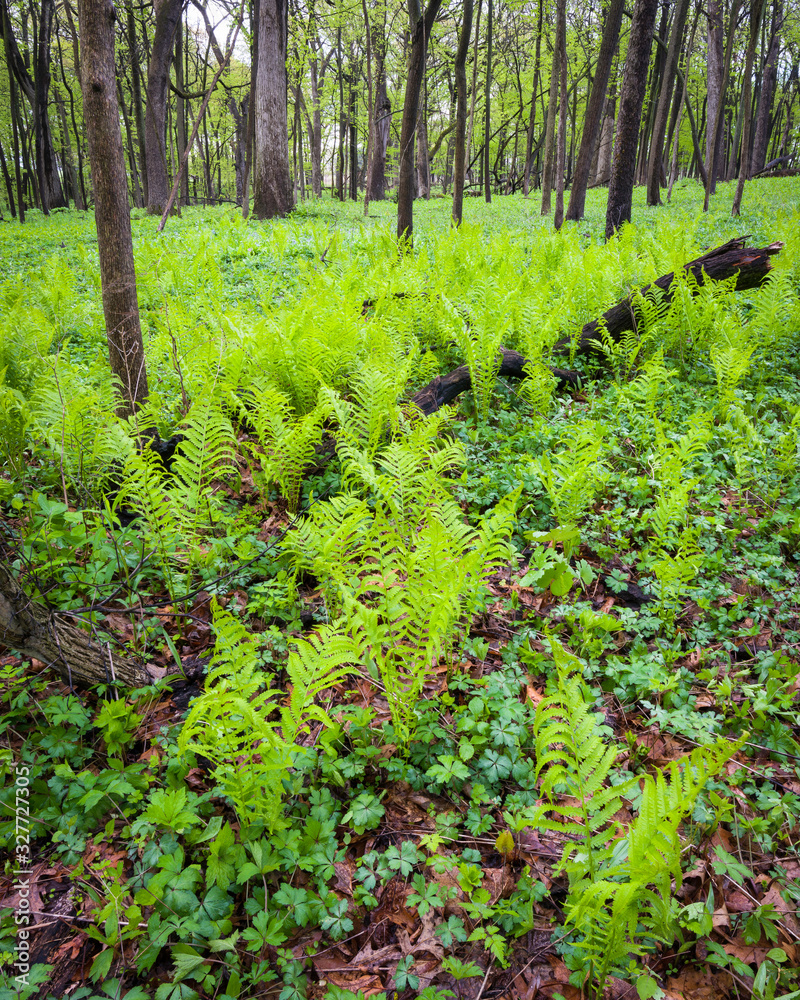 Fototapeta premium Spring ferns carpet the floor of a Midwest woodland.
