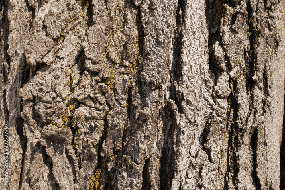 Close up tree's wood surface pattern Close up tree's wood surface pattern