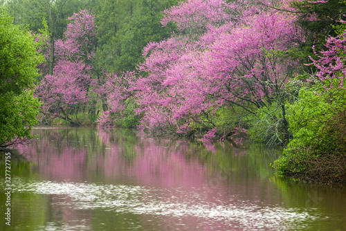 Photos Blooming eastern redbud trees glow in morning light on the shore of of a quiet lake