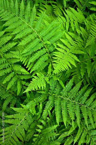 Fern fronds form natural abstract patterns in the summer woods.
