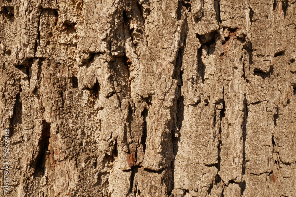 Close up wood surface pattern with heavy shadow cast Close up wood surface pattern with heavy shadow cast