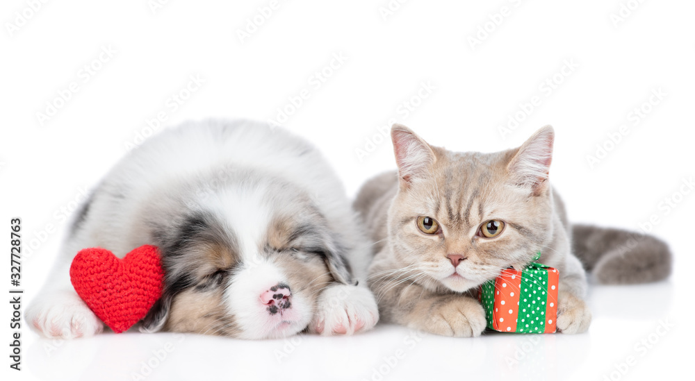 Australian shepherd puppy holds red heart and sleeps with cat who holds gift box. Valentines day concept. Isolated on white background