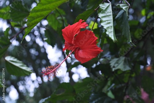 Hibiscus (Hibiscus rosa-sinensis) is a bush plant of the Malvaceae tribe originating from East Asia. Hibiscus rosa-sinensis is widely grown as an ornamental plant in the tropics and subtropics. Hibisc