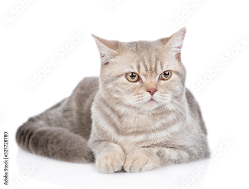 Portrait of a adult british cat. Isolated on white background