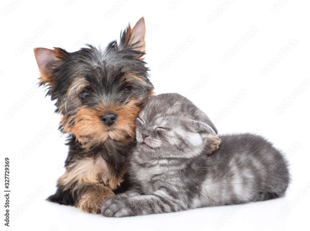 Yorkshire Terrier puppy hugs sleepy kitten. Isolated on white background Yorkshire Terrier puppy hugs sleepy kitten. Isolated on white background
