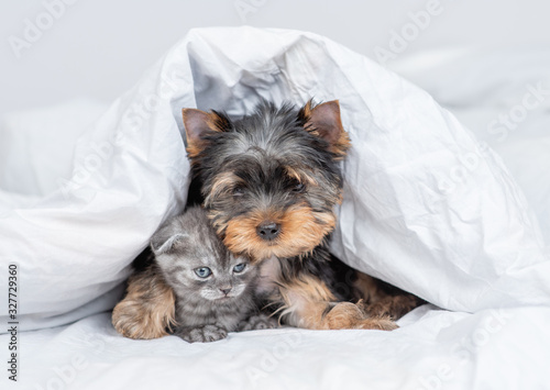 York terrier puppy hugs kitten under warm blanket