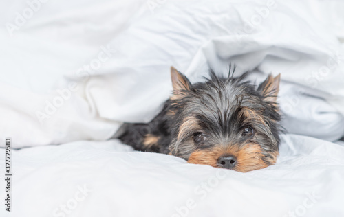 Yorkshire terrier lies under warm blanket on the bed. Empty space for text