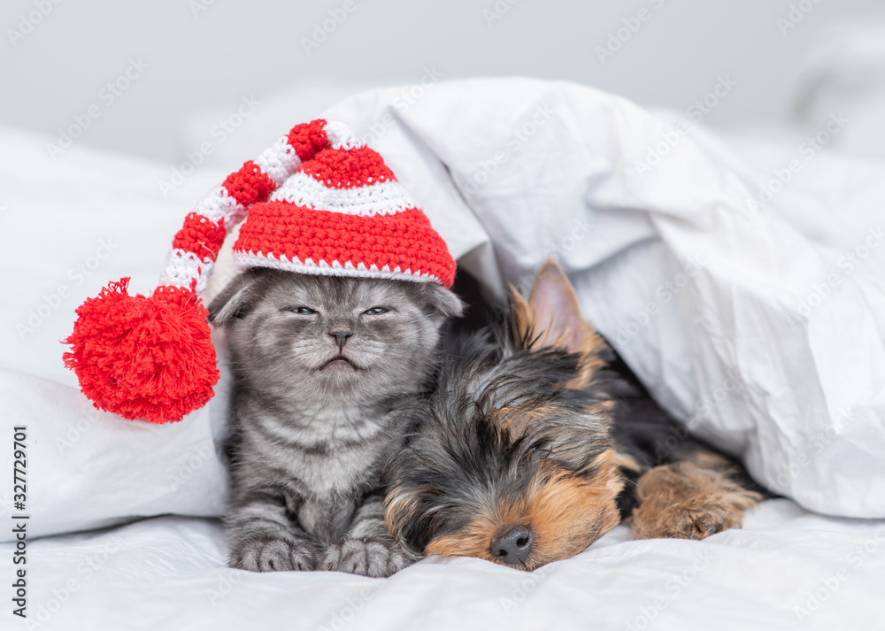 Kitten and toy terrier puppy sleep together under warm blanket. Kitten wearing a warm hat Kitten and toy terrier puppy sleep together under warm blanket. Kitten wearing a warm hat