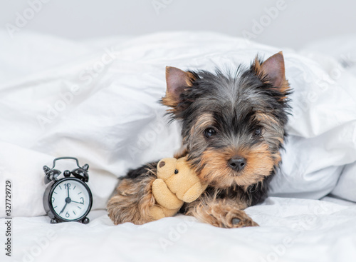 Toy terrier puppy lying with toy bear under warm blanket on the bed looks at camera