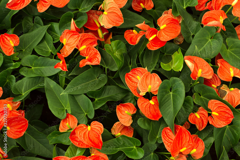 Fild of of red Anthurium. Flowers background.