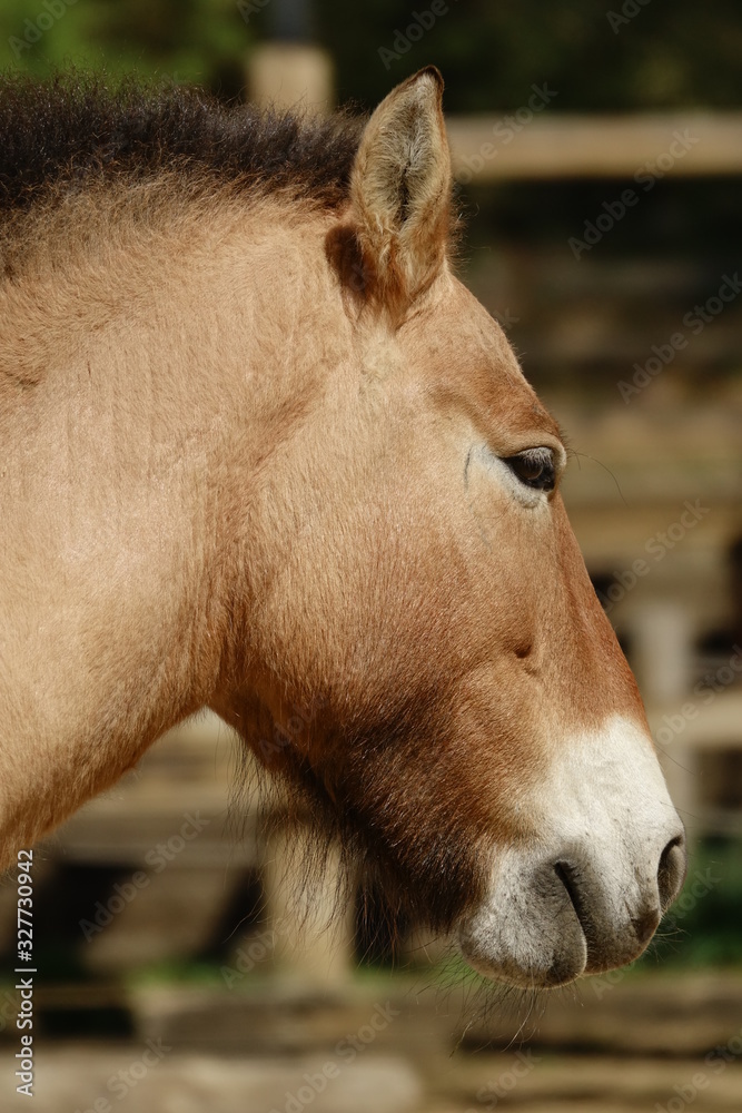 Obraz premium ウマ