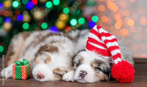 Two Australian shepherd puppies with warm hat sleep with gift box on festive Christmas background