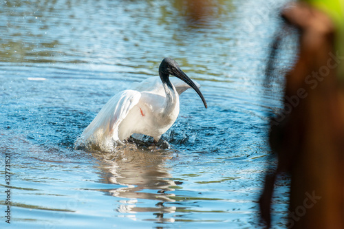 Australian White ibis also known as Threskiornis Moluccus. photo