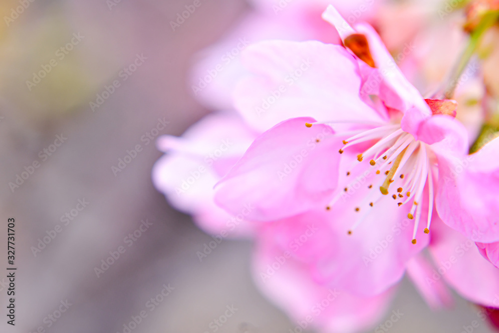 たまには下を見ても良いかもｗ桜