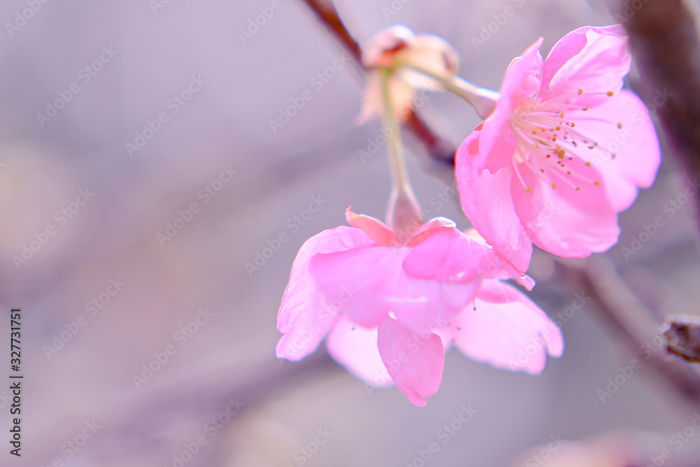 桜はあなたを応援します。