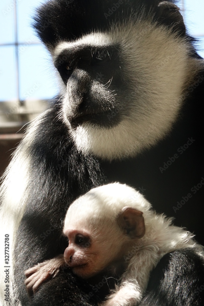 Obraz premium アビシニアコロンブス