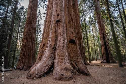 Massive trees in Sequoias National Park