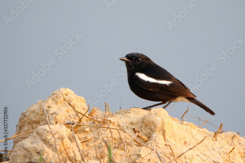 A blackbird on a rock