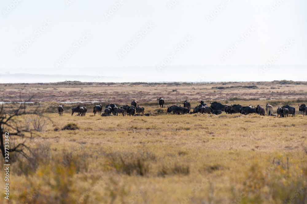 A herd of blue wildebeest - Connochaetes taurinus- grazing on the plains of Etosha. Etosha National Park, Namibia.