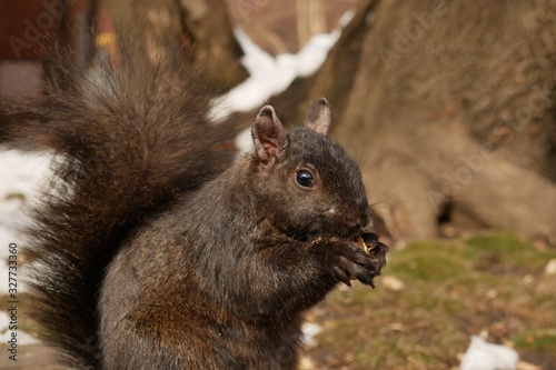 Cute Squirrel having his/her meal for the day © Jakkapat