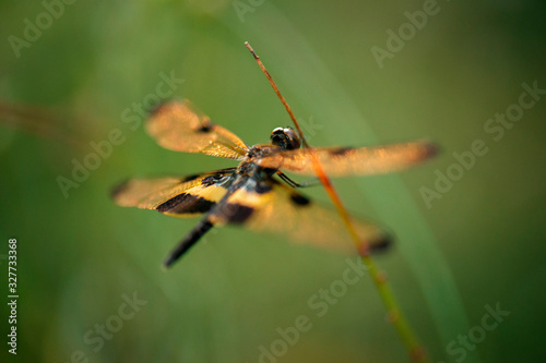 Yellow-striped Flutterer Dragonfly also known as Rhyothemis phyllis. © Rob D