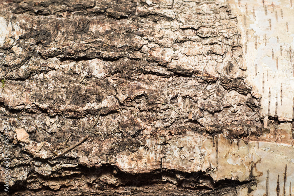 Isolated wood texture pattern that can be used as a wallpaper background Isolated wood texture pattern that can be used as a wallpaper background