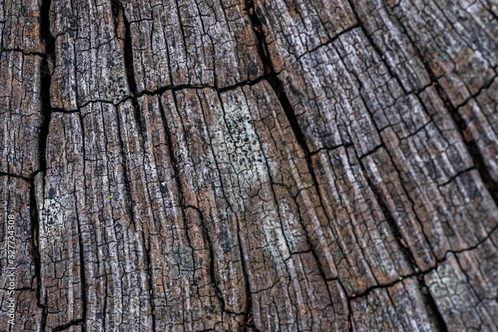 Top of old tree stump with texture in grey Top of old tree stump with texture in grey