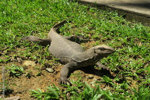 Monitor lizard (Varanus)