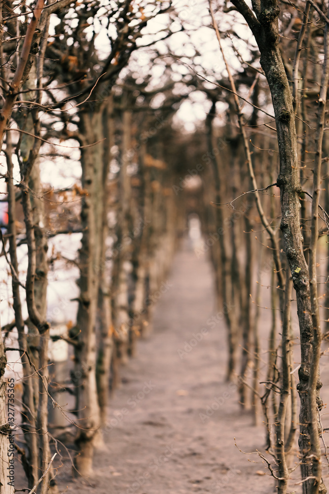 Life path concept. Trail in the mystical forest, bare branches of trees without foliage. Life path concept. Trail in the mystical forest, bare branches of trees without foliage.