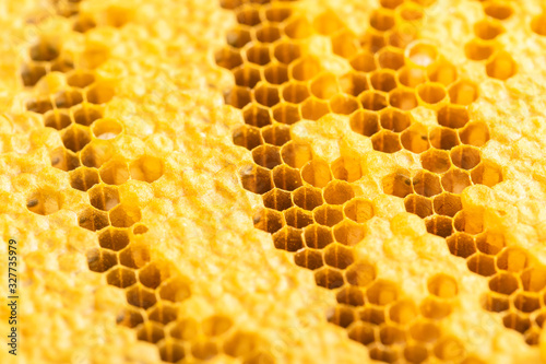 Group of bees on honeycomb studio shoot. Food or nature concept