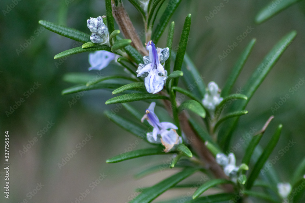 Im Frühling blühender Rosmarin zeigt den Kräutergarten mit Gartenkräutern von seiner schönsten Seite mit blauen Blüten und betörendem Duft für kulinarische Genüsse in der Küche Im Frühling blühender Rosmarin zeigt den Kräutergarten mit Gartenkräutern von seiner schönsten Seite mit blauen Blüten und betörendem Duft für kulinarische Genüsse in der Küche