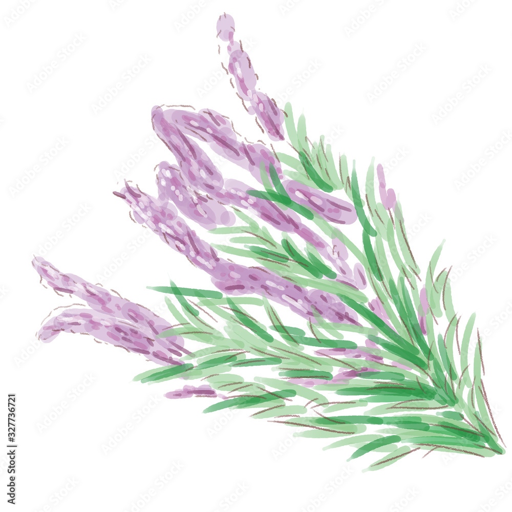 Obraz premium lavender_watercolor