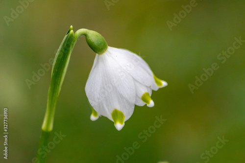 Bezaubernd blühende Frühlingsknotenblume (Leucojum vernum), auch Märzenbecher, Märzbecher, Märzglöckchen oder Großes Schneeglöckchen genannt, verschönert jeden Garten und ist ein Frühlingsbote