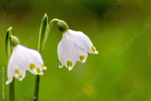 Bezaubernd blühende Frühlingsknotenblume (Leucojum vernum), auch Märzenbecher, Märzbecher, Märzglöckchen oder Großes Schneeglöckchen genannt, verschönert jeden Garten und ist ein Frühlingsbote