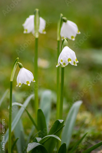 Bezaubernd blühende Frühlingsknotenblume (Leucojum vernum), auch Märzenbecher, Märzbecher, Märzglöckchen oder Großes Schneeglöckchen genannt, ist ein Frühlingsbote im heimischen Garten © sunakri