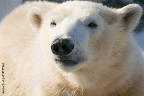 Portrait of a funny polar bear