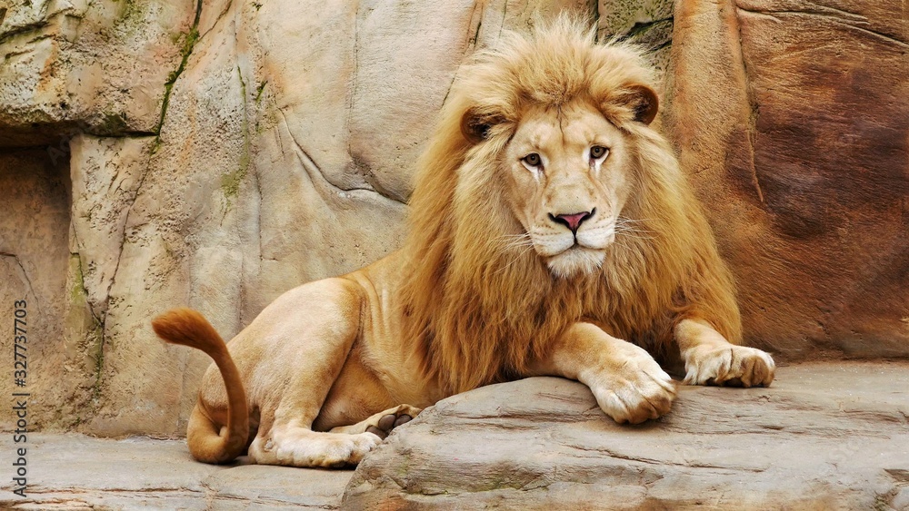 Naklejka premium Leo getting ready for an attack