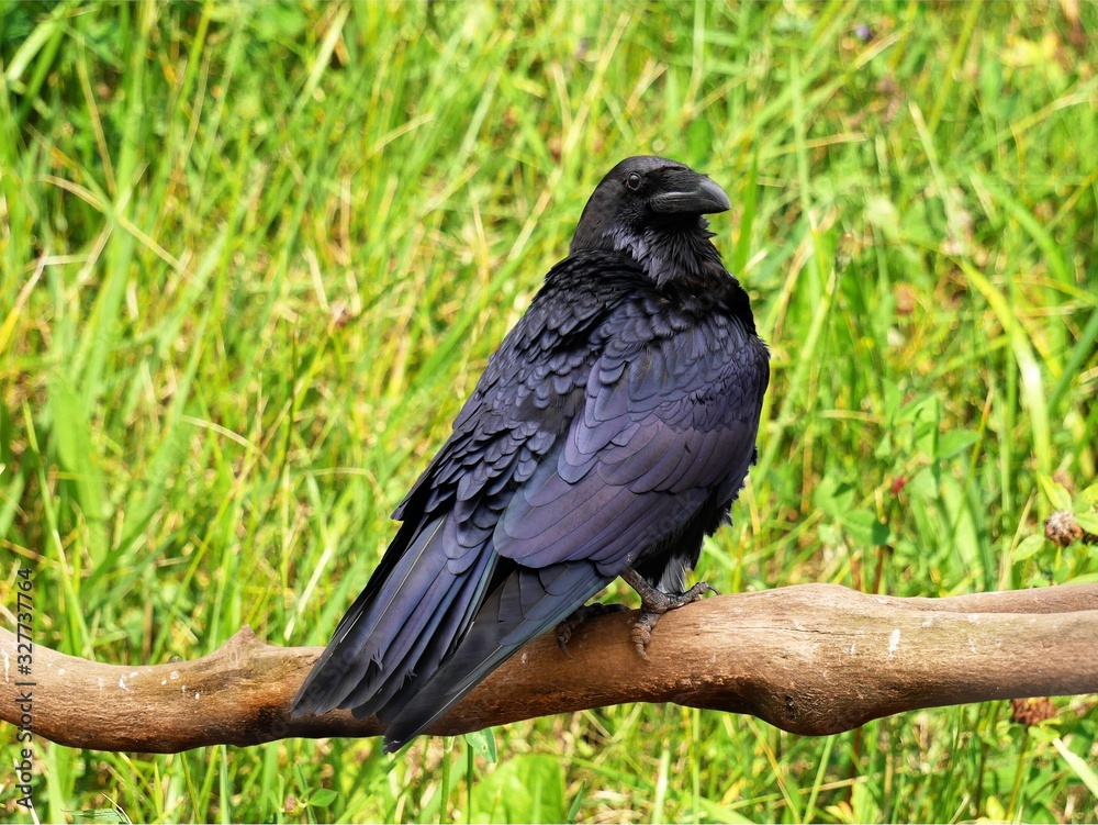 Raven sits on a branch against the backdrop of nature