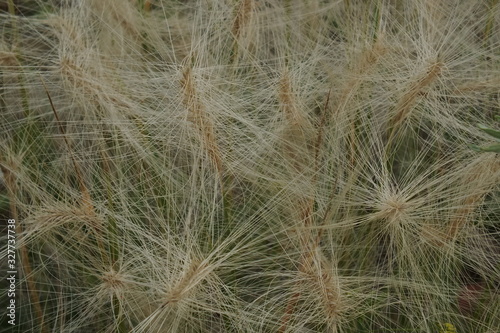  background image of dry fluffy grass in light brown tones