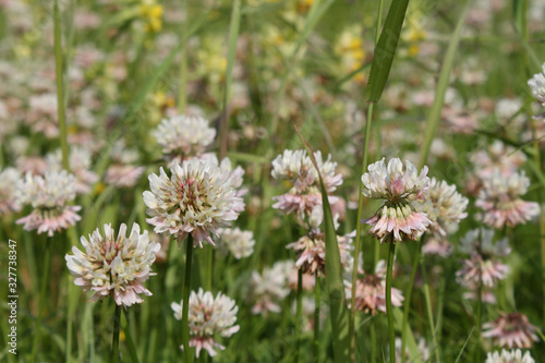Dutch white clover lawn in the meadow. Ladino clover growing on the field. Plant used in herbal medicine and culinary. Botanical nature background. Summer or spring season
