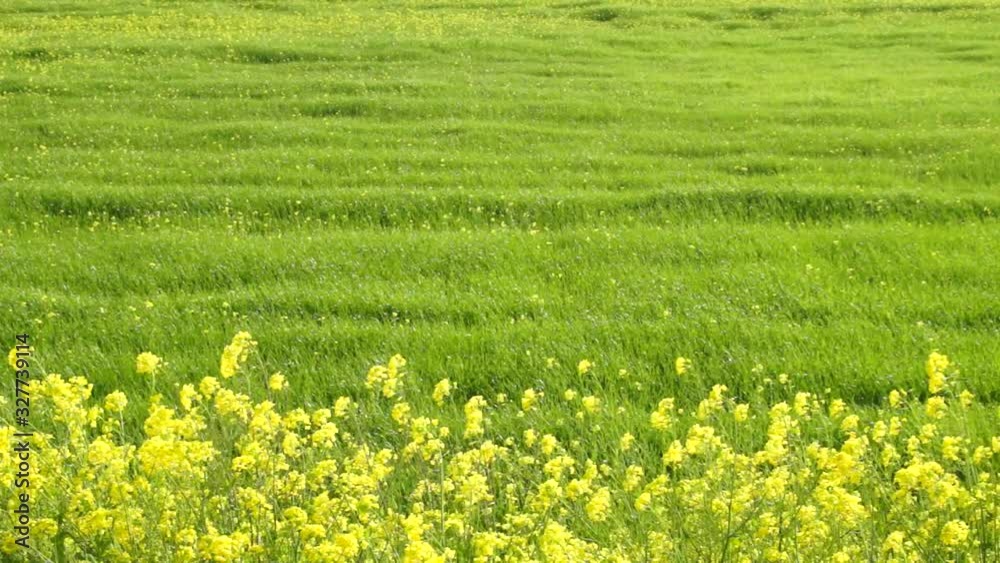 河川敷の菜の花 河川敷の菜の花