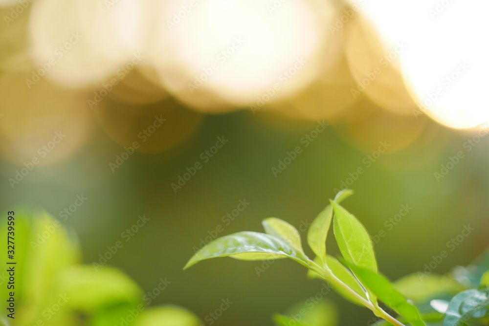 nature leaf nature leaf